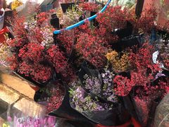 -循礼门鲜花花市(武汉循礼门店)