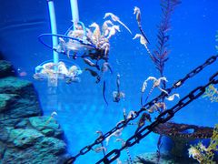 -上海海洋水族馆