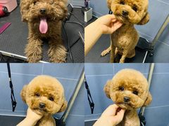 -太原东方动物医院(小店分院)