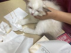 -艾贝尔宠物医院 ·内科全科(梁溪路店)