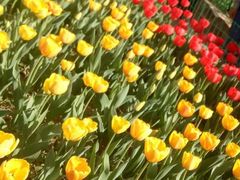 -洛阳郁金香牡丹园