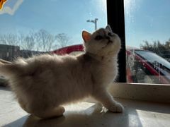 -艾贝尔宠物诊疗