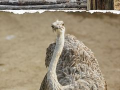 -西霞口神雕山野生动物世界