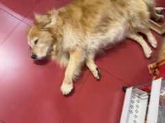 -和它·交个朋友·狗咖猫咖(爱琴海店)