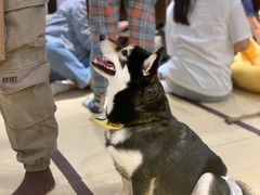 -逗柴咖啡屋·狗咖猫咖宠物桌游