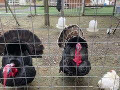 -桃园农庄·桃源宴