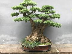 -成都杜甫草堂博物馆