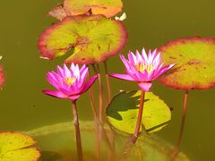 -国家植物园南园