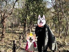 -北京鹫峰国家森林公园