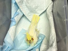 -爱侣宠医·鹦鹉专科·小型哺乳类·异宠专科(灵石路店)