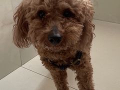 -宠颐生宠物医院·骨外科·犬猫全科诊疗中心(池州店)