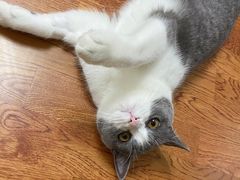 -宠爱国际动物医院·消化内科·心肾内科·ISFM猫友好(望京店)
