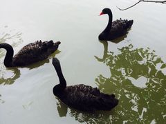 iphone_upload_pic-溱湖国家湿地公园