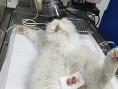 -宠福鑫动物医院·动物疾病诊疗中心(天通苑店)
