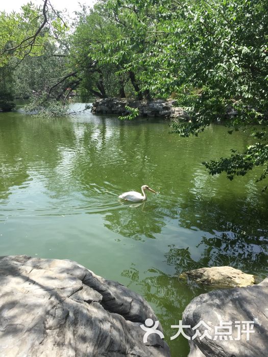 北京動物園-圖片-北京周邊遊-大眾點評網