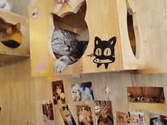 -名猫咖啡馆·撸猫·拼豆