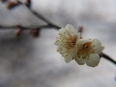 -香雪海