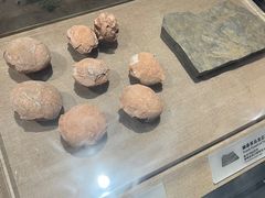 -烟台市博物馆