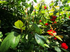 -八一南昌起义纪念塔