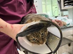 -瑞派申生动物医院·24H夜诊·国际动物医疗中心·骨外科(吴中路店)