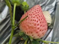 -大自然农场蔬菜草莓采摘园