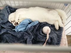 -东方名猫馆·英短金渐层布偶猫舍(环线广场1号楼店)