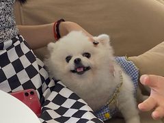 -怪兽屋·羊驼·猫咖·狗咖(俊华广场店)