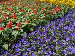 -石家庄市植物园
