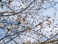 -高东镇樱花园