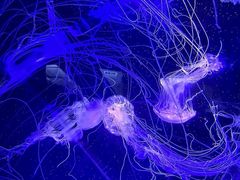 -海合安成都极地海洋公园