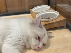 -袖虎·猫馆(体育西路店)
