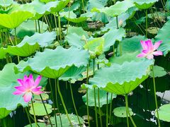 -荔湾湖公园