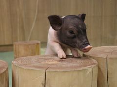 -藦茜花园宠物主题亲子互动体验馆(国顺东路店)