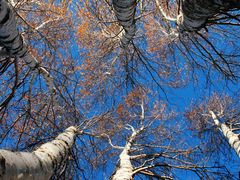 -乌兰布统景区-白桦林