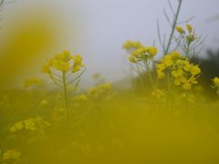 -南宁花花大世界景区