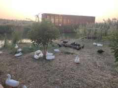 -芒洲湿地公园