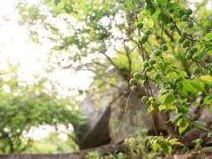 -广州市流溪河国家森林公园