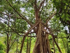 -中国科学院西双版纳热带植物园