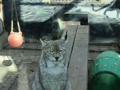 -青藏高原野生动物园