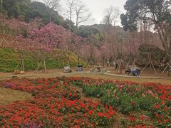 -西樵山风景名胜区-天湖公园