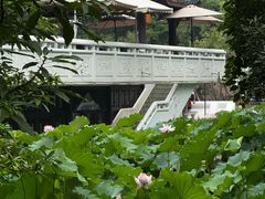 -桂湖森林公园