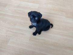 -宠颐生动物医院·心脏科·保险定点(锦阳分院)