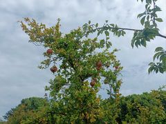 -鹅湖玫瑰文化园