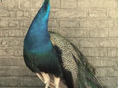 -秦皇岛野生动物园