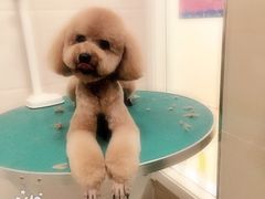 -芭比堂动物医院·犬猫全科·异宠专科(雁塔分院)