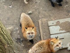 -宫城藏王狐狸村