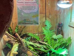 -上海大自然野生昆虫馆(东方明珠·爬宠昆虫探索中心)