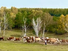 -塞罕坝国家级自然保护区