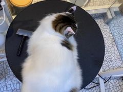 -momokira米努特·德文卷毛猫·棉花面纱犬