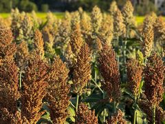 -东梓关景区村庄